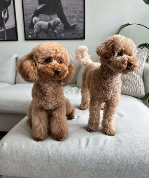 meravigliosi poodle per adozione