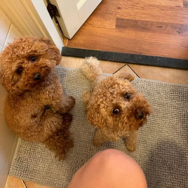 meravigliosi poodle per adozione | Foto 1