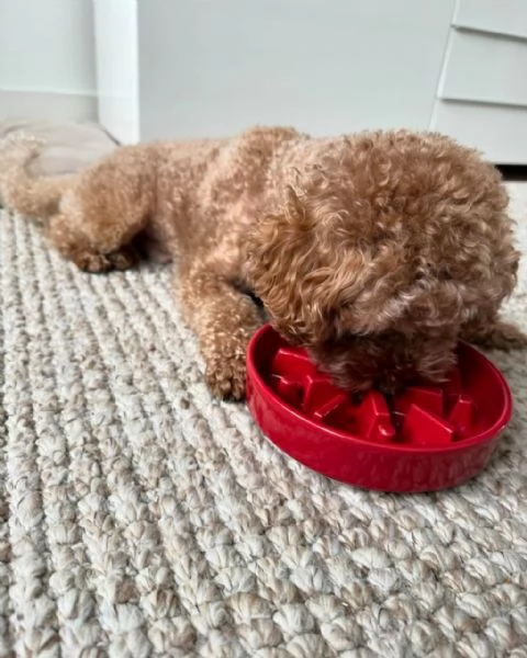 meravigliosi poodle per adozione | Foto 0