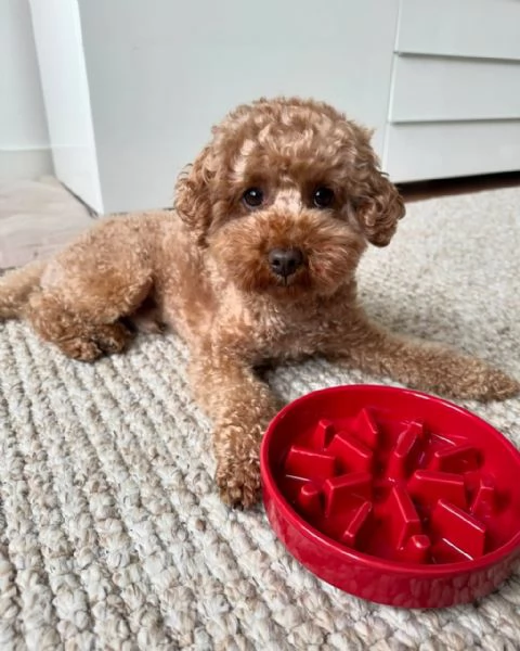 meravigliosi poodle per adozione