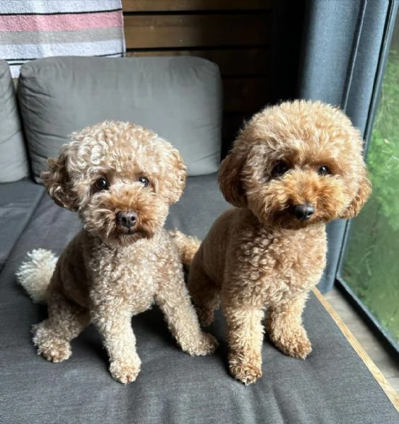 meravigliosi poodle per adozione