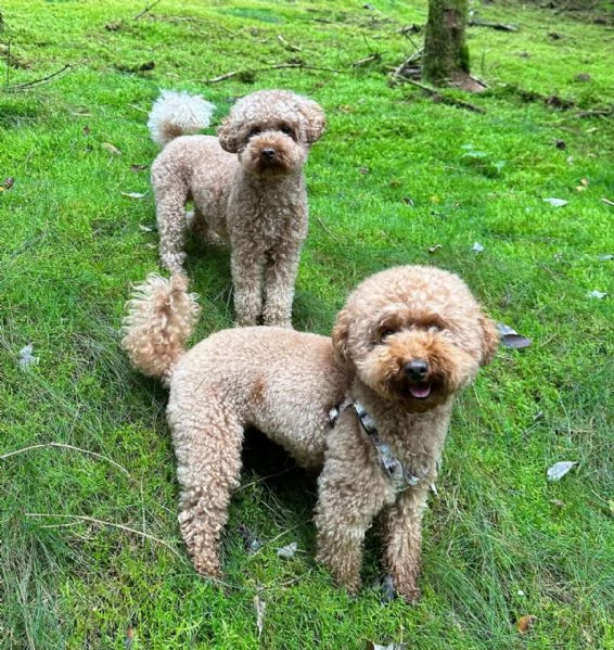meravigliosi poodle per adozione | Foto 0