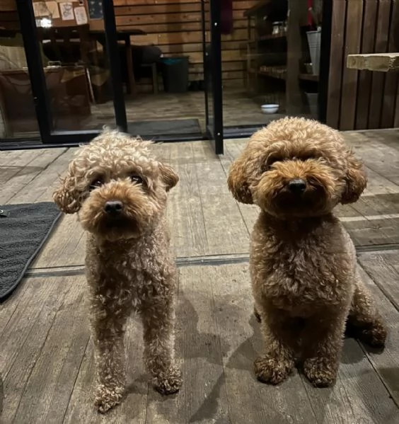 meravigliosi poodle per adozione | Foto 1