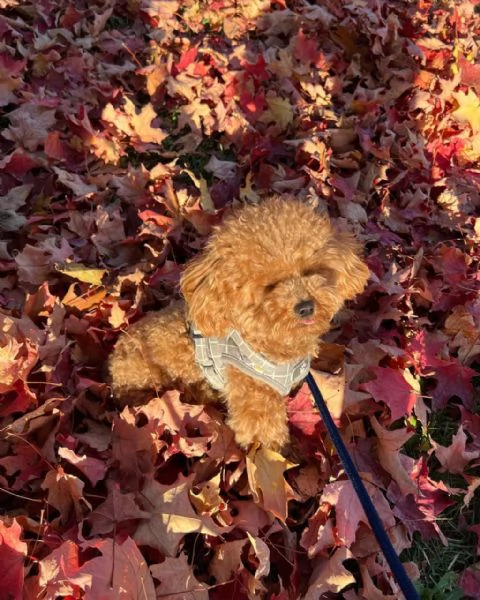 meravigliosi poodle per adozione | Foto 2