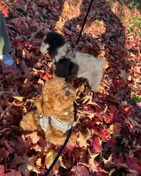 meravigliosi poodle per adozione | Foto 1