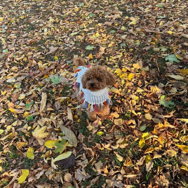 meravigliosi poodle per adozione | Foto 2