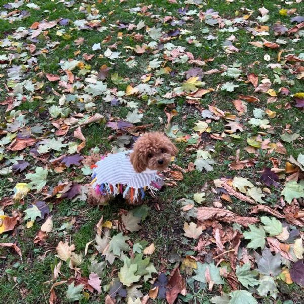 meravigliosi poodle per adozione