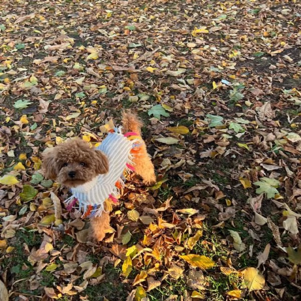 meravigliosi poodle per adozione | Foto 1