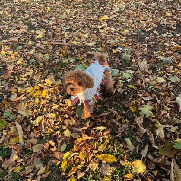 meravigliosi poodle per adozione | Foto 0