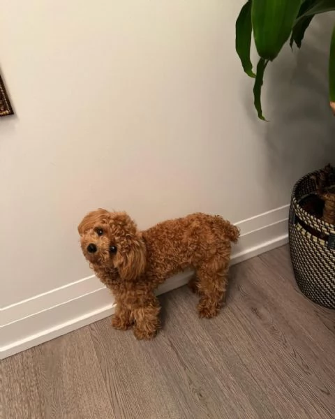 meravigliosi poodle per adozione