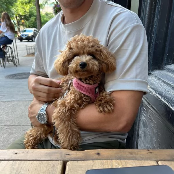 meravigliosi poodle per adozione | Foto 0