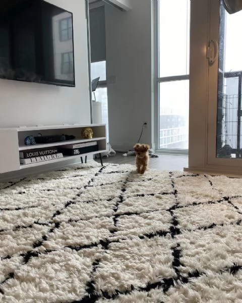 meravigliosi poodle per adozione