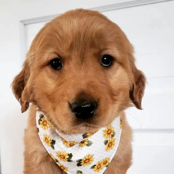 meravigliosi Golden Retriever per adozione | Foto 3