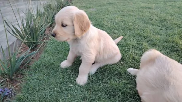 meravigliosi Golden Retriever per adozione