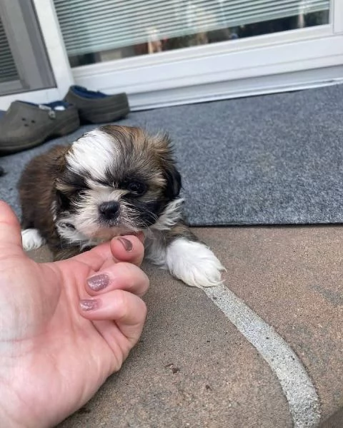 meravigliosi Shitzu per adozione | Foto 5