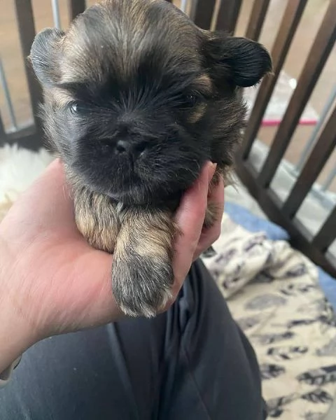 meravigliosi Shitzu per adozione | Foto 2