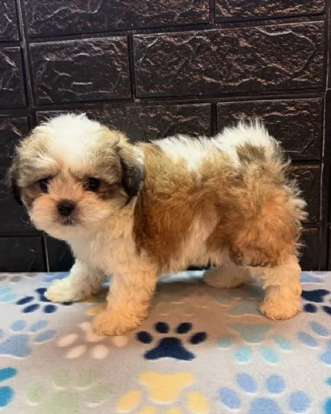 meravigliosi Shitzu per adozione | Foto 1