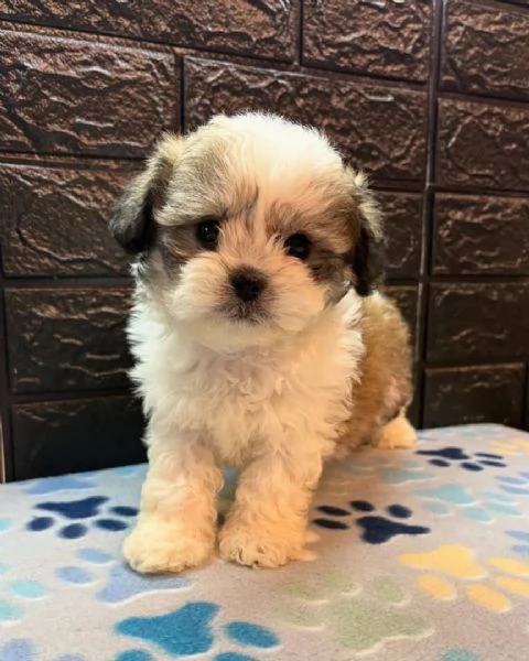 meravigliosi Shitzu per adozione | Foto 0