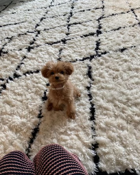 meravigliosi Barboncino per adozione | Foto 1