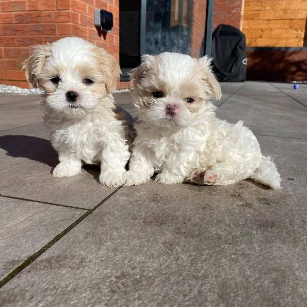 meravigliosi Shitzu per adozione | Foto 3