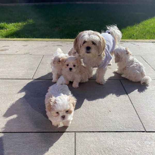 meravigliosi Shitzu per adozione | Foto 1