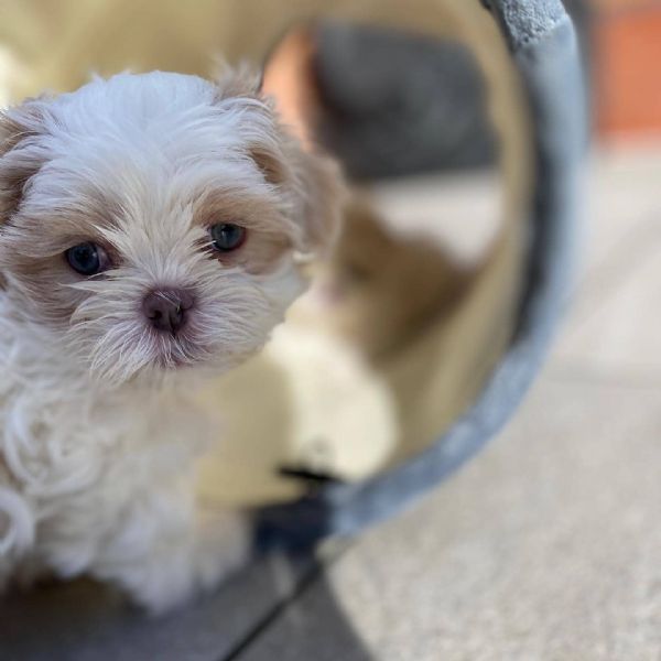 meravigliosi Shitzu per adozione | Foto 0