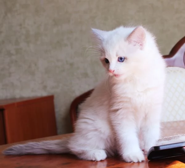 Cuccioli Ragdoll con Pedigree
