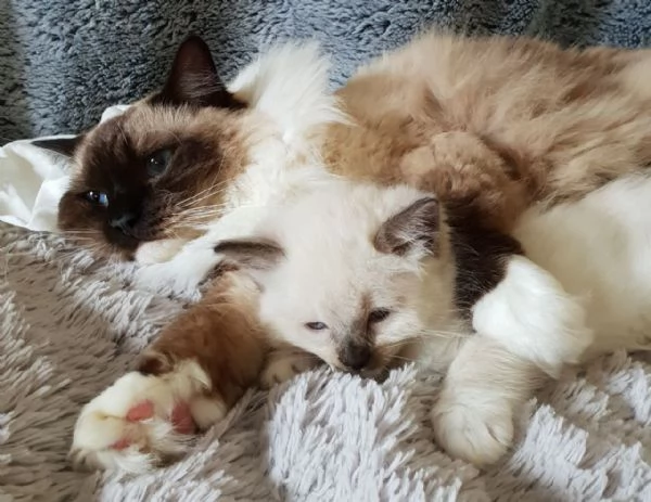 Cuccioli Ragdoll con Pedigree | Foto 0