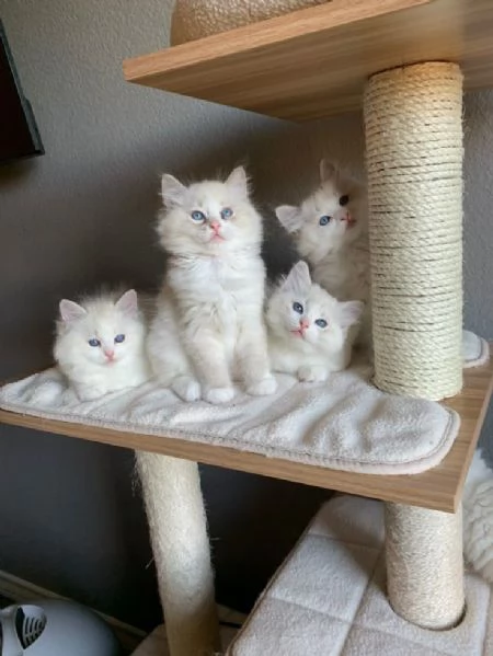 Gattini Ragdoll allevati in casa