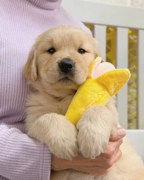 meravigliosi Golden Retriever per adozione | Foto 4