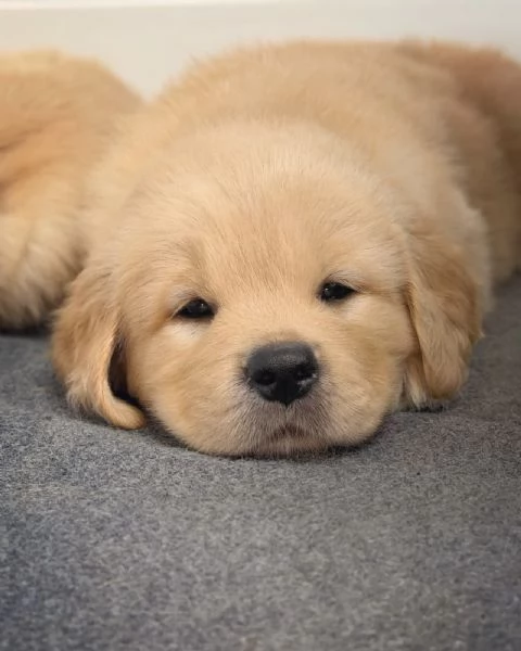 meravigliosi Golden Retriever per adozione | Foto 0