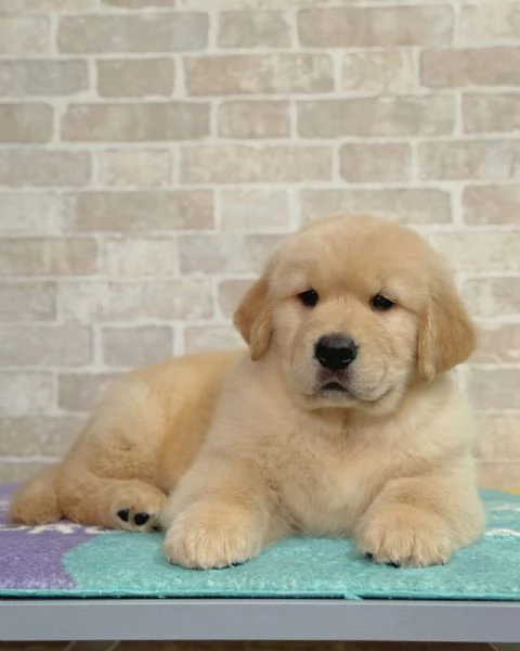 meravigliosi Golden Retriever per adozione | Foto 1