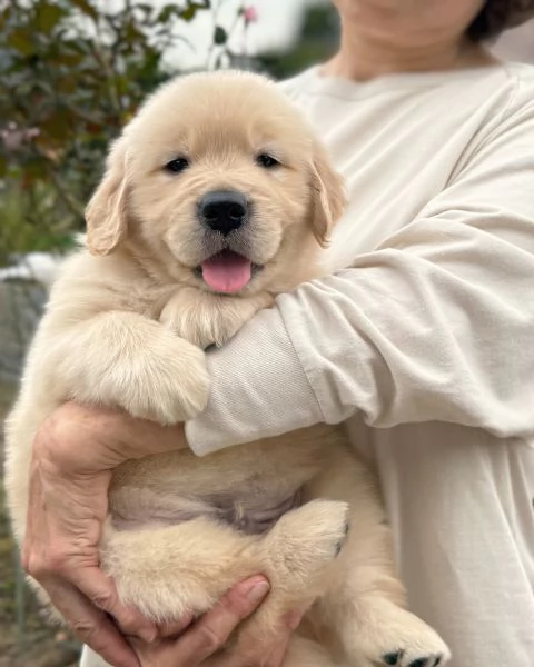 meravigliosi Golden Retriever per adozione | Foto 3