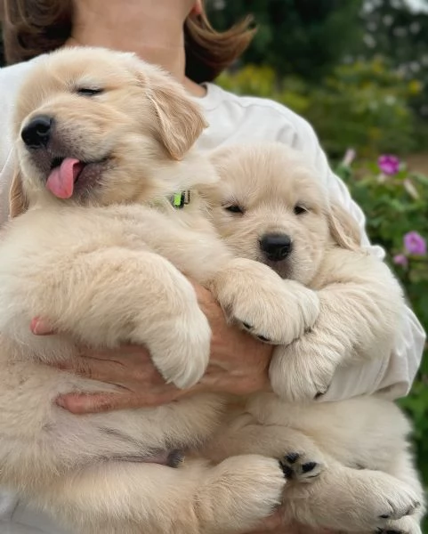 meravigliosi Golden Retriever per adozione