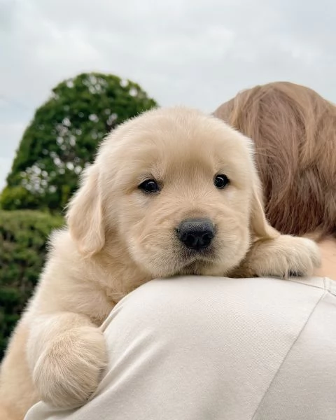 meravigliosi Golden Retriever per adozione | Foto 1