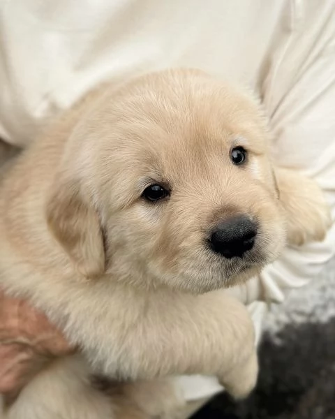 meravigliosi Golden Retriever per adozione | Foto 0