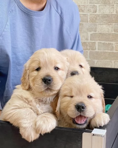 meravigliosi Golden Retriever per adozione | Foto 2