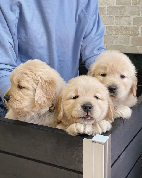 meravigliosi Golden Retriever per adozione | Foto 0