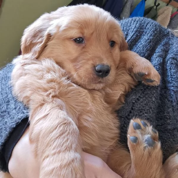 meravigliosi Golden Retriever per adozione