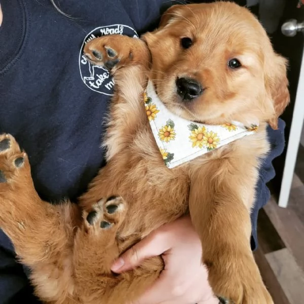 meravigliosi Golden Retriever per adozione | Foto 3