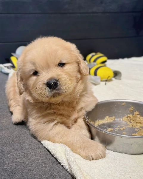 meravigliosi Golden Retriever per adozione | Foto 0