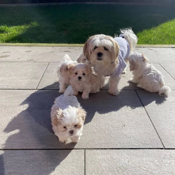 meravigliosi Shitzu per adozione | Foto 3