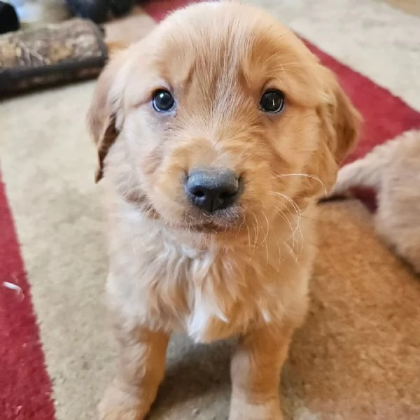 meravigliosi Golden Retriever per adozione | Foto 0