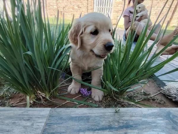 meravigliosi Golden Retriever per adozione | Foto 1