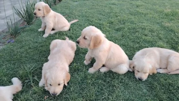 meravigliosi Golden Retriever per adozione | Foto 0
