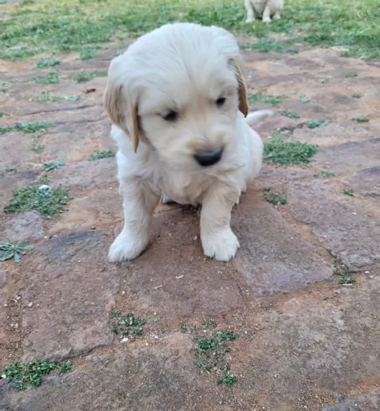 meravigliosi Golden Retriever per adozione | Foto 4