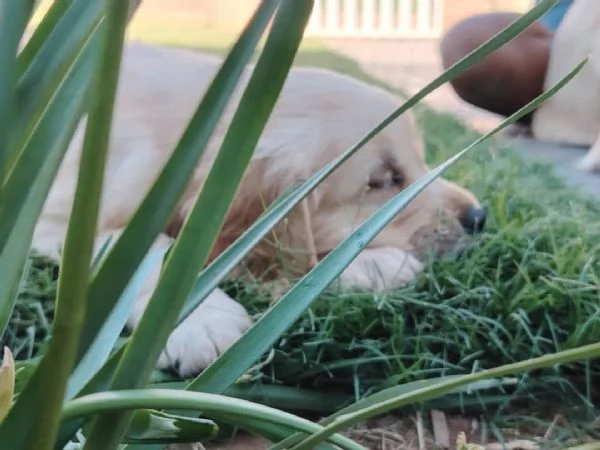 meravigliosi Golden Retriever per adozione | Foto 2