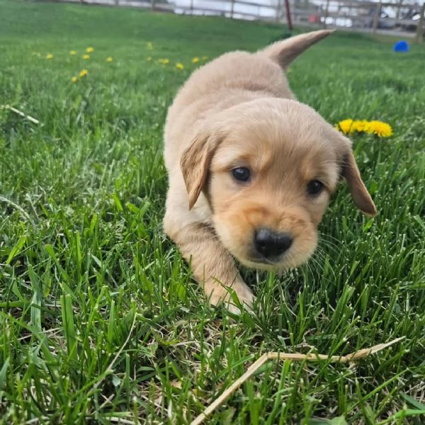 meravigliosi Golden Retriever per adozione | Foto 1