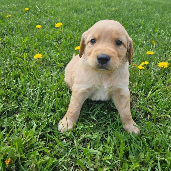 meravigliosi Golden Retriever per adozione | Foto 0