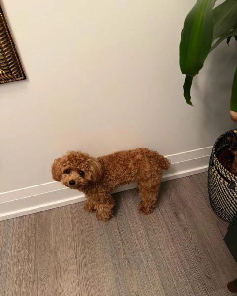 meravigliosi Barboncino per adozione